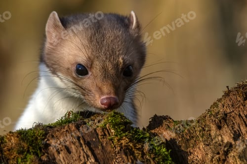 Preview: Beech marten or Martes foina also known as stone marten or white-breasted marten