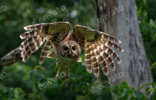 Preview: A Barred Owl in Everglades National Park