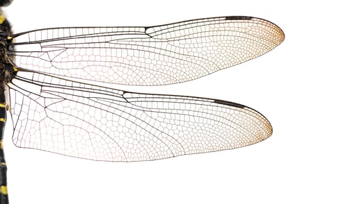 Preview: Macro of a Cordulegaster bidentata's wings, isolated on white