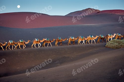 Preview: Camels caravan walking on Lanzarote island