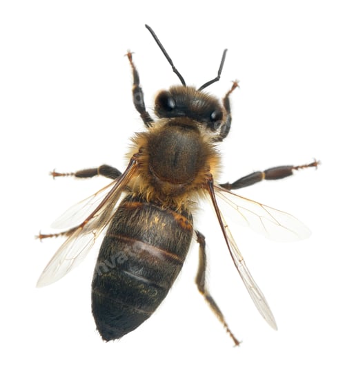Preview: Female worker bee, Anthophora plumipes, in front of white background