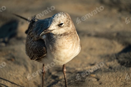 Preview: a white and gray bird is on a sandy beach and has a long beak