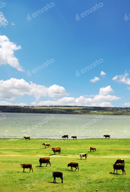 Visualização: Vaca perto do lago na primavera. Foto de alto contraste.