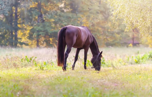 Preview: Horse grazes on green meadow and eating grass.
