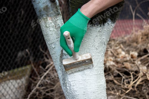 Preview: a man whitewashes trees in the garden in spring. Selective focus