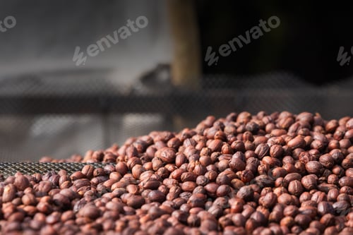 Preview: Dried Robusta Coffee Cherry. greenhouse solar drying system. Drying coffee bean.