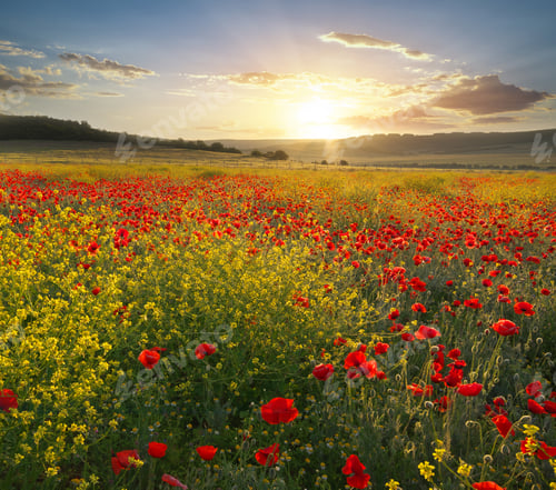 Preview: Spring flowers in meadow.