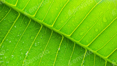 Preview: Macro shot of a green leaf