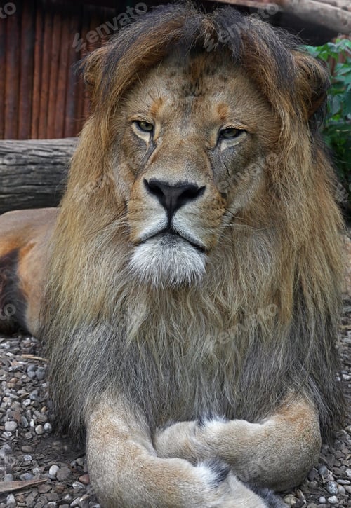 Preview: Close up portrait of African lion resting
