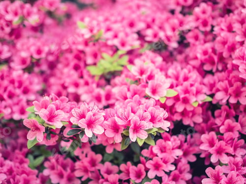 Preview: Pink Flowers Blooming in Garden with Green Leaves