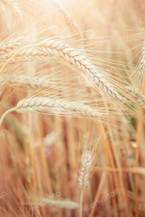 Preview: Wheat