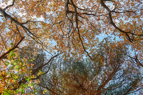 Preview: Vibrant color autumn trees twigs on blue sky background bottom view, red orange foliage in fall park