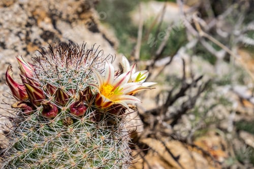 Preview: California fishhook cactus in bloom