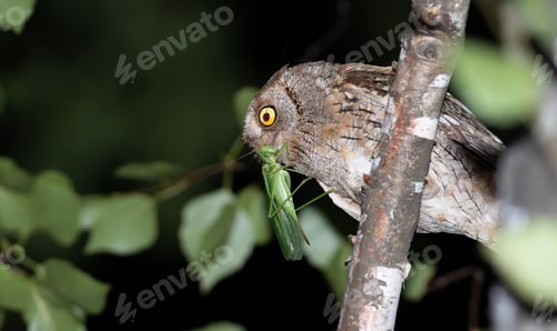 Preview: Eurasian scops owl, Otus scops. The bird caught a grasshopper to feed its chicks