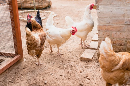 Preview: Organic chickens in their corral.