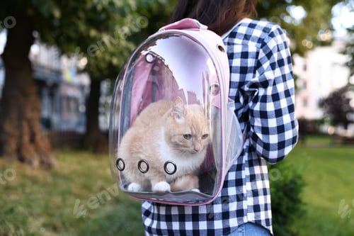 Preview: Woman with her cute cat in backpack carrier at park, closeup