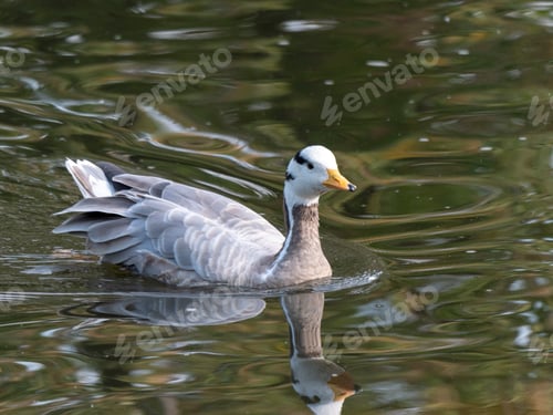 Preview: Grey ducks Gadwalls ANAS strepera Lake in Russia