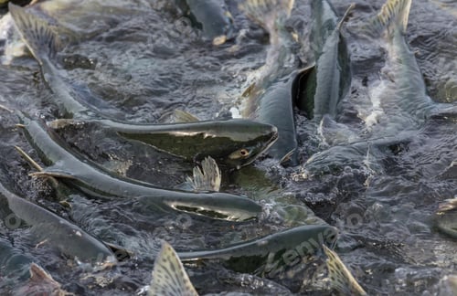 Preview: Salmon spawning
