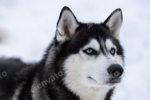Preview: Husky dog portrait, winter snowy background. Funny pet on walking before sled dog training.