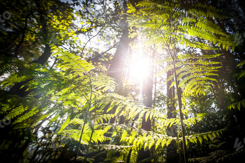 Preview: springtime sunrise
