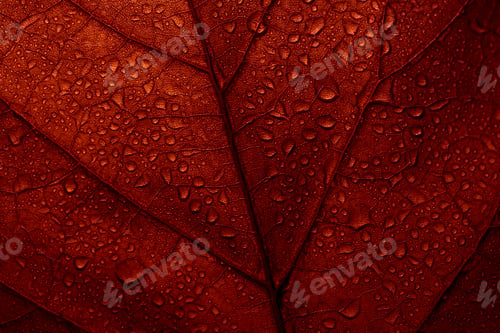Preview: Red fall leaf with raindrops. Autumn leaves texture background. Seasonal botanical