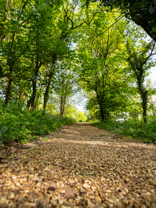 Preview: a walk way going through a lush green forest area with leaves