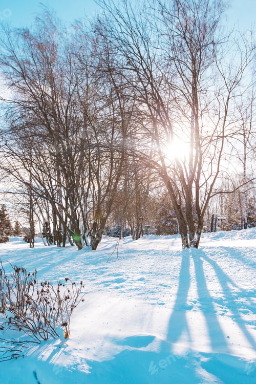 Preview: Scenic image of spruces trees