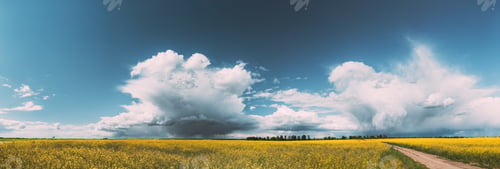 Preview: Belarus. Rural Landscape With Blossom Of Canola Colza Yellow Flowers. Rapeseed, Oilseed Field Meadow