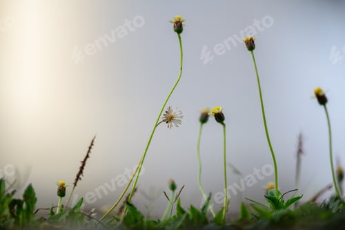 Preview: Grass field and small yellow wild blooms in the morning. gloomy bright bokeh background.