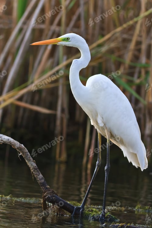 Preview: great white egret