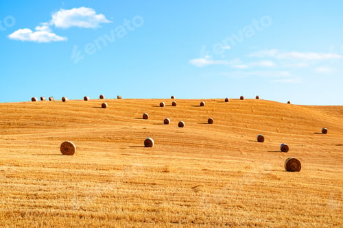 Preview: Wheat field with hay balls