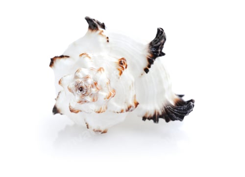 Preview: Sea shell on white background