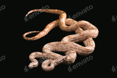 Preview: Trimeresurus puniceus