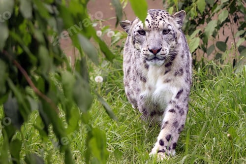 Preview: Beautiful snow leopard with unique white spot markings on its face walking toward the camera