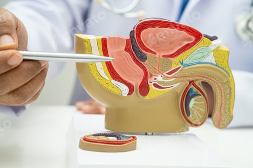 Preview: Male reproductive system, Asian doctor holding human anatomy model
