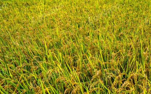 Preview: paddy farmland