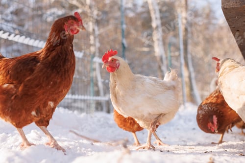 Preview: chicken walking on an eco-poultry farm in winter, free-range chicken farm