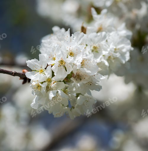 Preview: Cherry tree blossoming