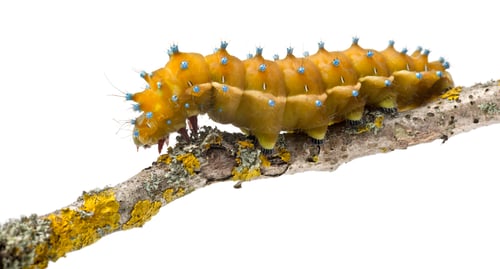 Preview: Caterpillar of the Giant Peacock Moth, Saturnia pyri, on tree branch in front of white background