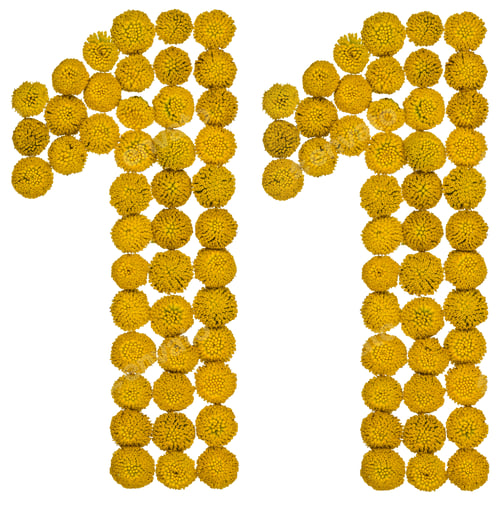 Preview: Arabic numeral 11, eleven, from yellow flowers of tansy, isolated on white background