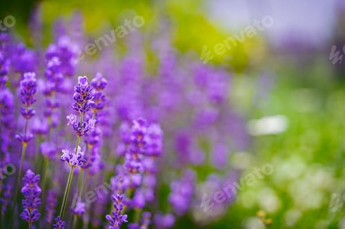 Preview: Violet fragrant lavender flowers.