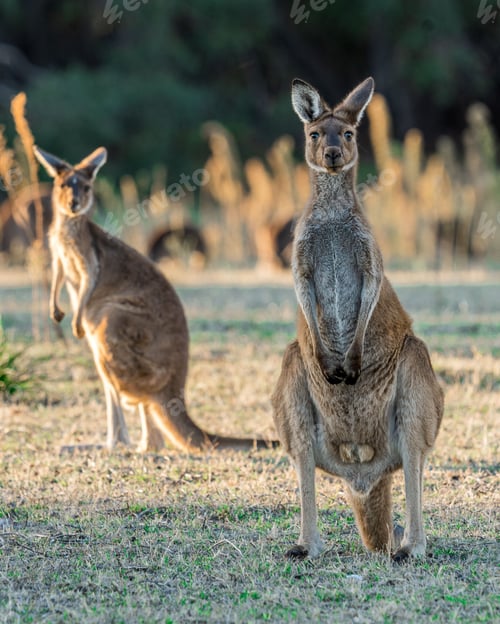 Preview: Beautiful shot of the red kangaroo animals grazing in a forest on a sunny day