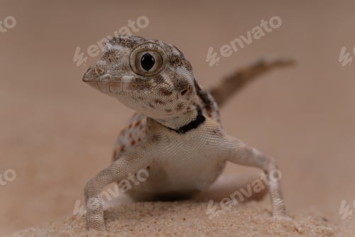 Preview: Close-up of a Scorpion Tail Lizard resting on sandy terrain