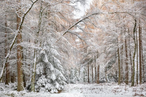 Preview: larch, spruce forest in snow during winter
