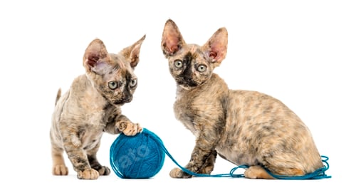 Preview: Devon rex cats playing with a wool ball isolated on white