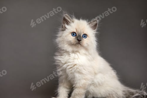 Preview: Cute White kitten with blue eyes portrait. Cat kid animal with interested, question facial face