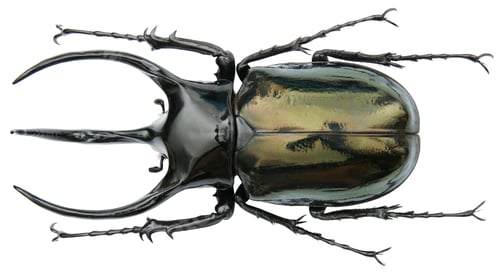 Preview: Insect specimen of a rhinoceros beetles: Chalcosoma caucasus (Fabricius, 1801)