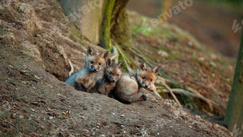 Preview: Bunch of adorable red fox cubs watching around from den below tree in woodland