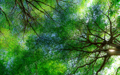 Preview: Bottom view of tree branches and green leaves of tree in tropical forest with sunlight. Fresh