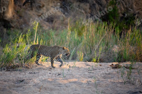 Preview: A leopard walks through a sand bank.
